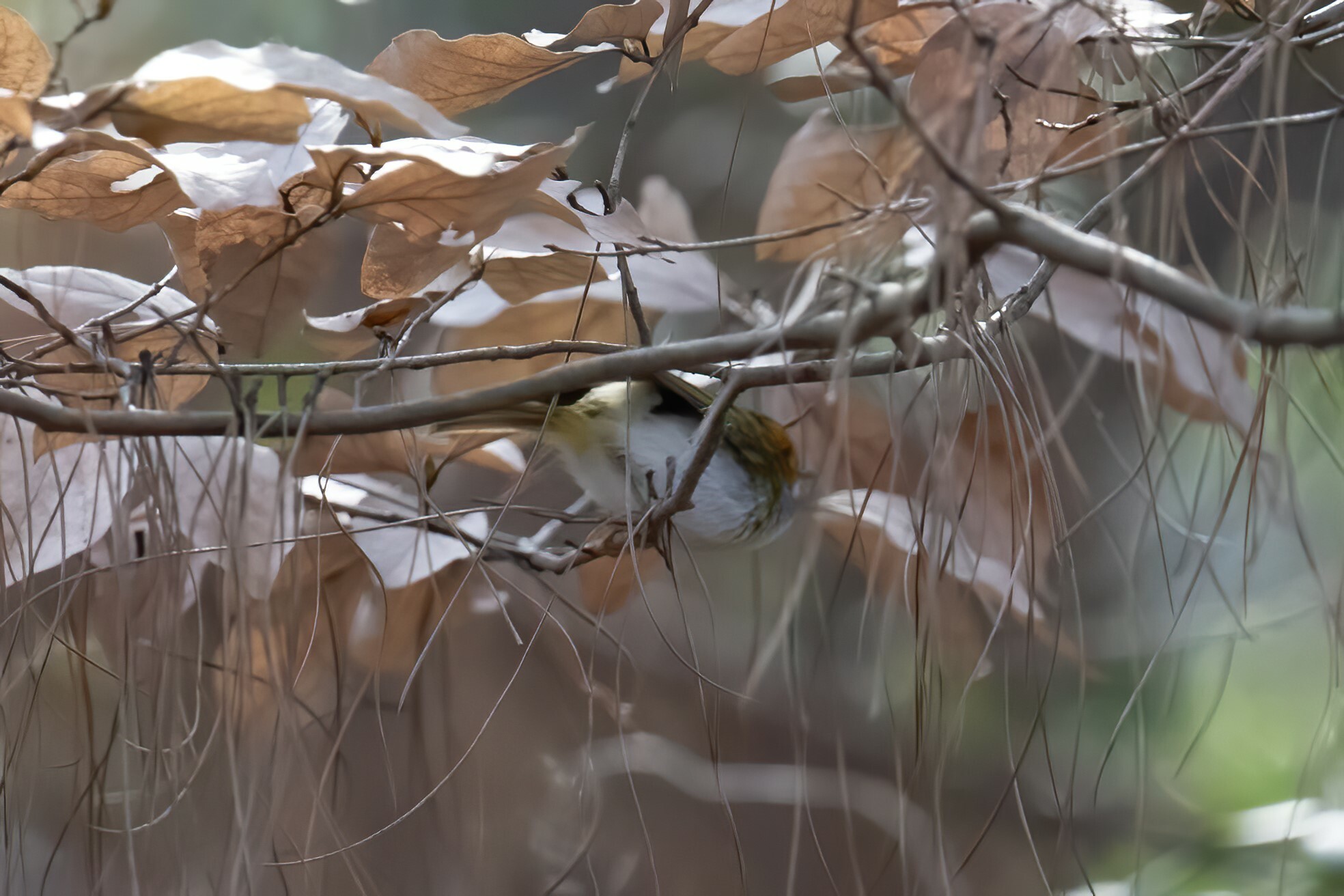 Rufous-faced Warbler