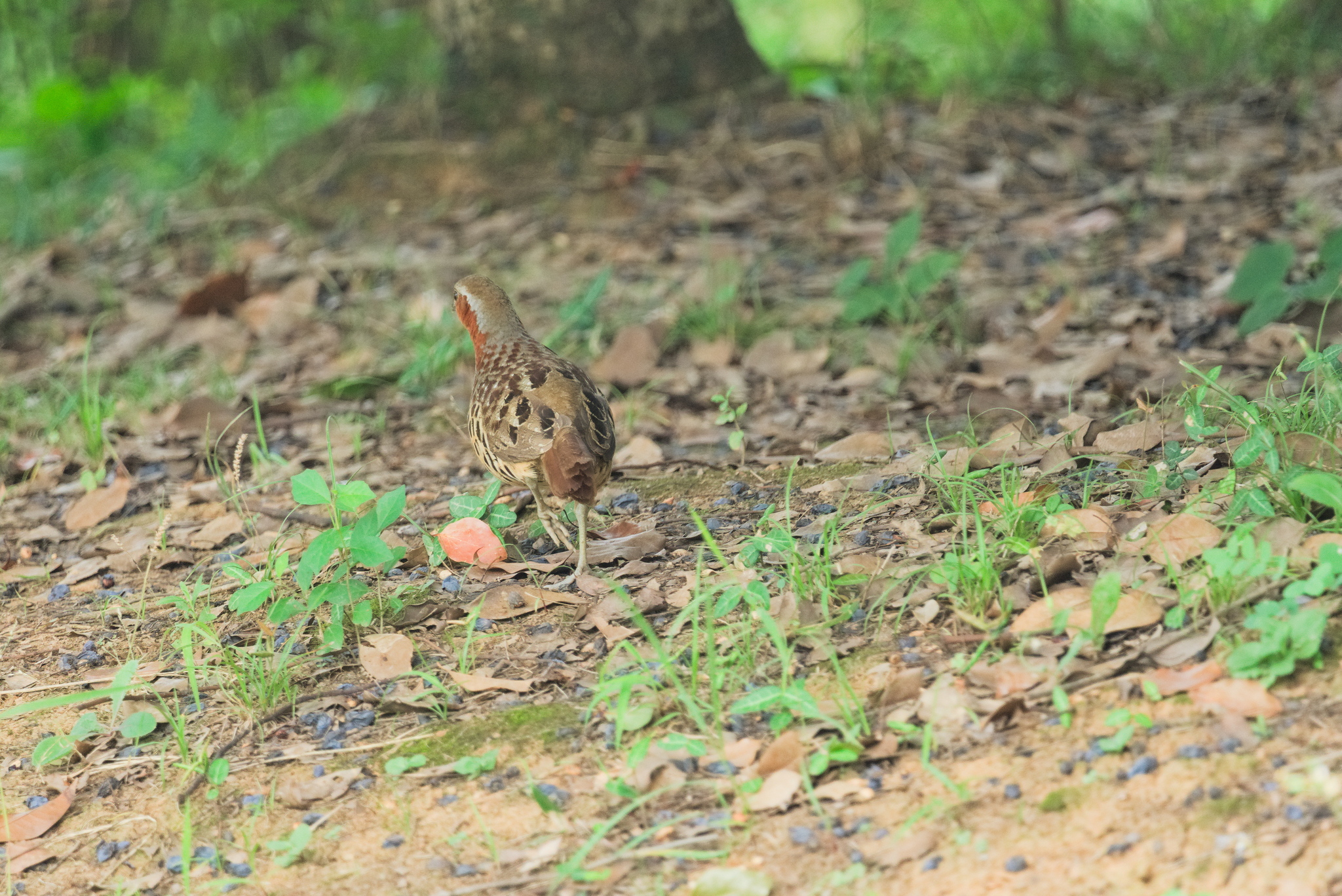 Chinese Bamboo Partridge