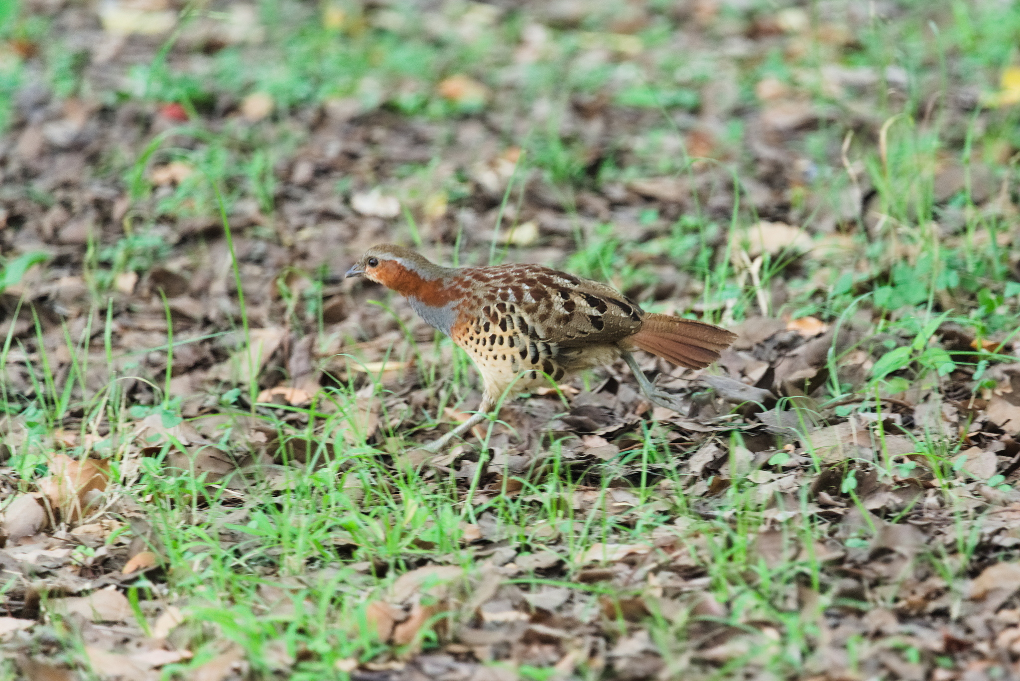 Chinese Bamboo Partridge