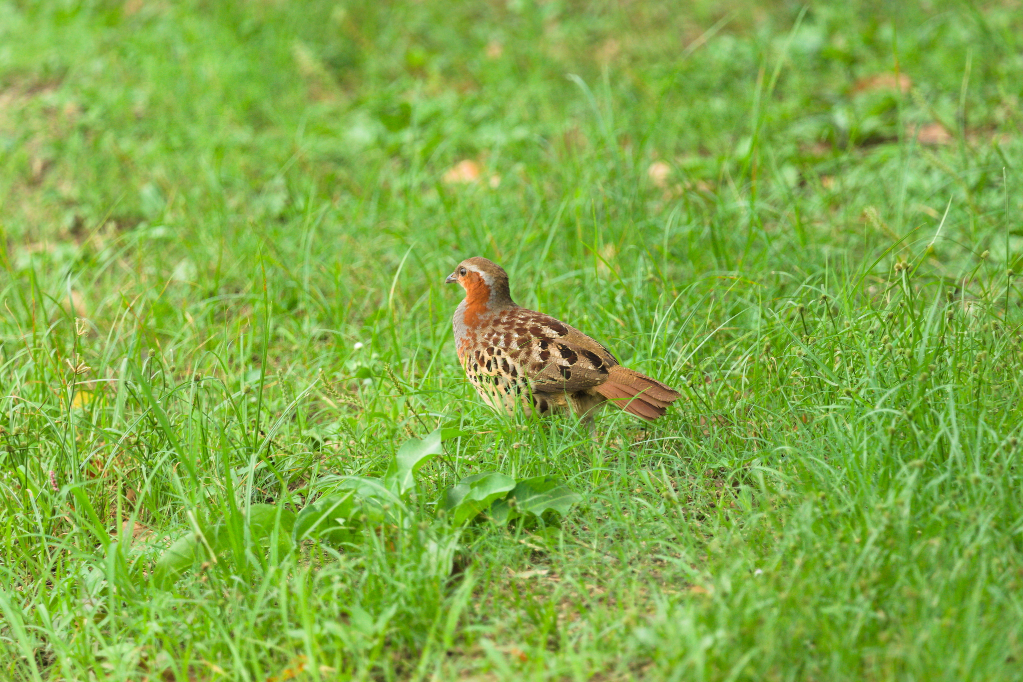 Chinese Bamboo Partridge
