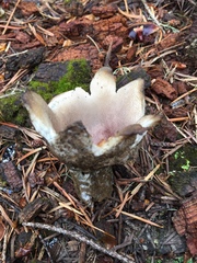 Sarcosphaera coronaria