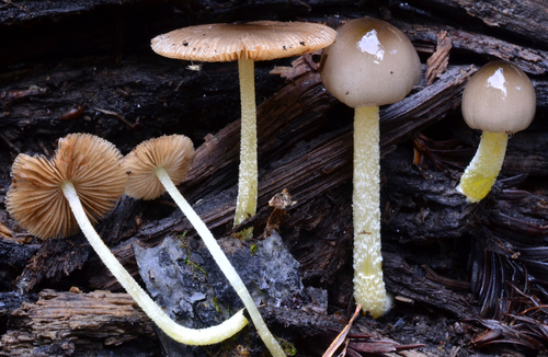 Bolbitius aleuriatus