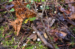 Hemimycena candida image