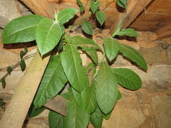 Nicotiana tabacum