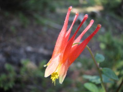 Aquilegia elegantula