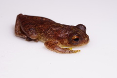 Dendropsophus minutus