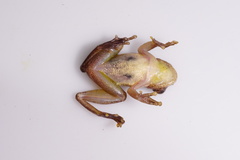 Dendropsophus minutus