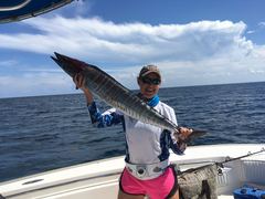 Acanthocybium solandri