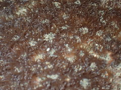 Polycyathus chaishanensis