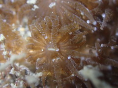 Polycyathus chaishanensis