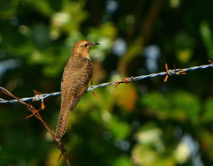 Cacomantis merulinus