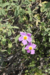 Cistus tauricus