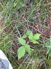 Rubus pubescens