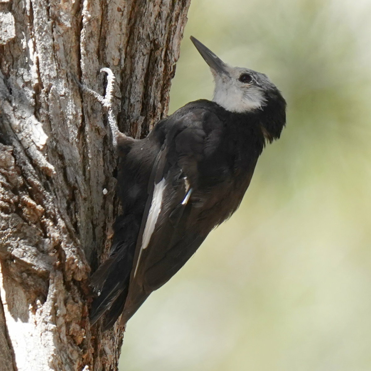 White-headed Woodpecker illustration