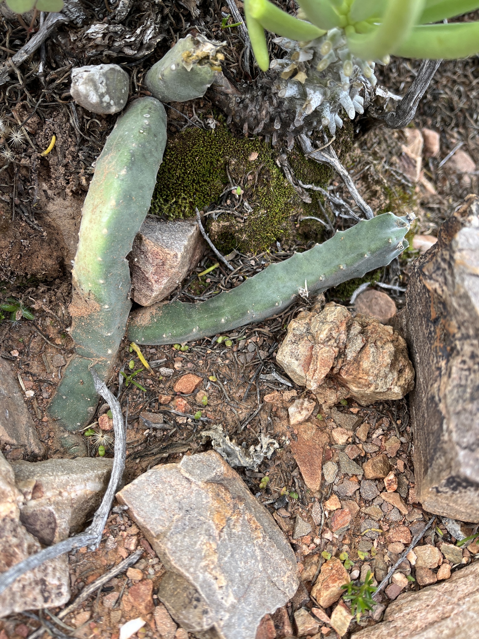 Stapelia engleriana Schltr.