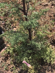 Chaenactis artemisiifolia