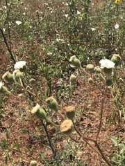 Chaenactis artemisiifolia