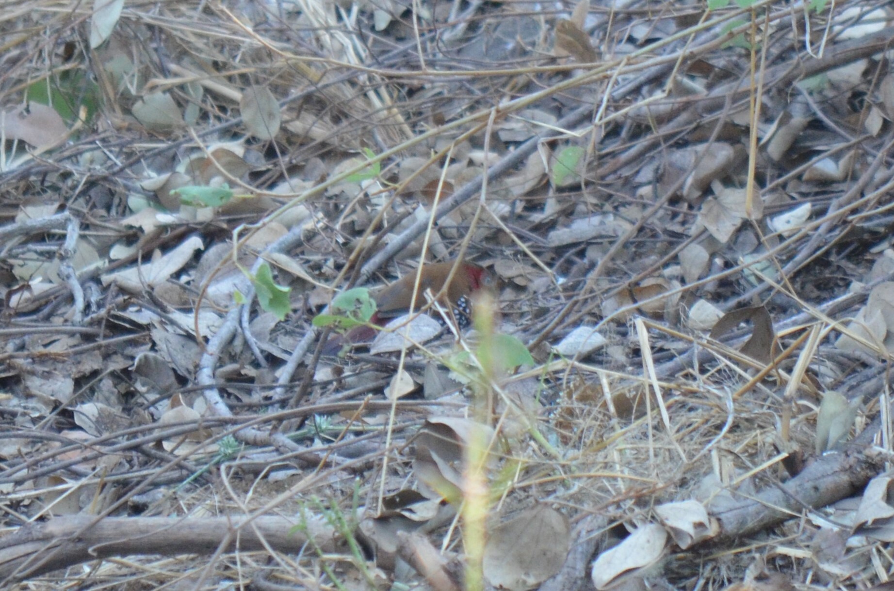 Red-throated Twinspot (Hypargos niveoguttatus), photo 2