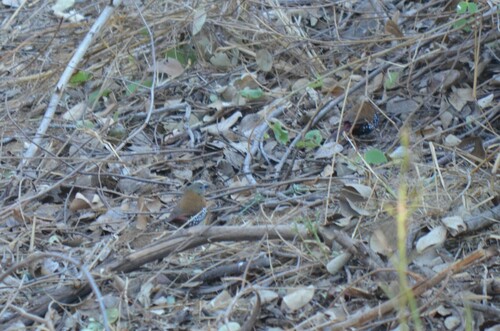 Red-throated Twinspot (Hypargos niveoguttatus)