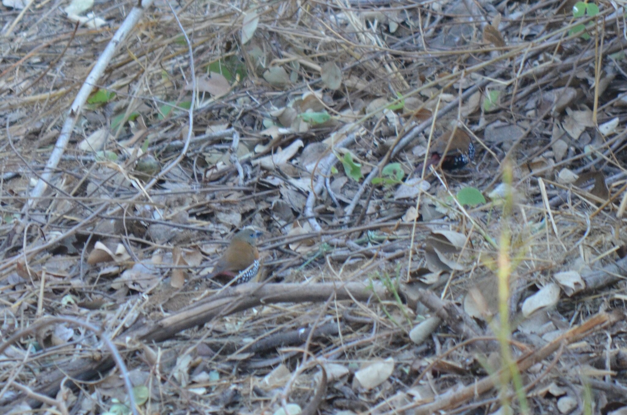 Red-throated Twinspot (Hypargos niveoguttatus), photo 1