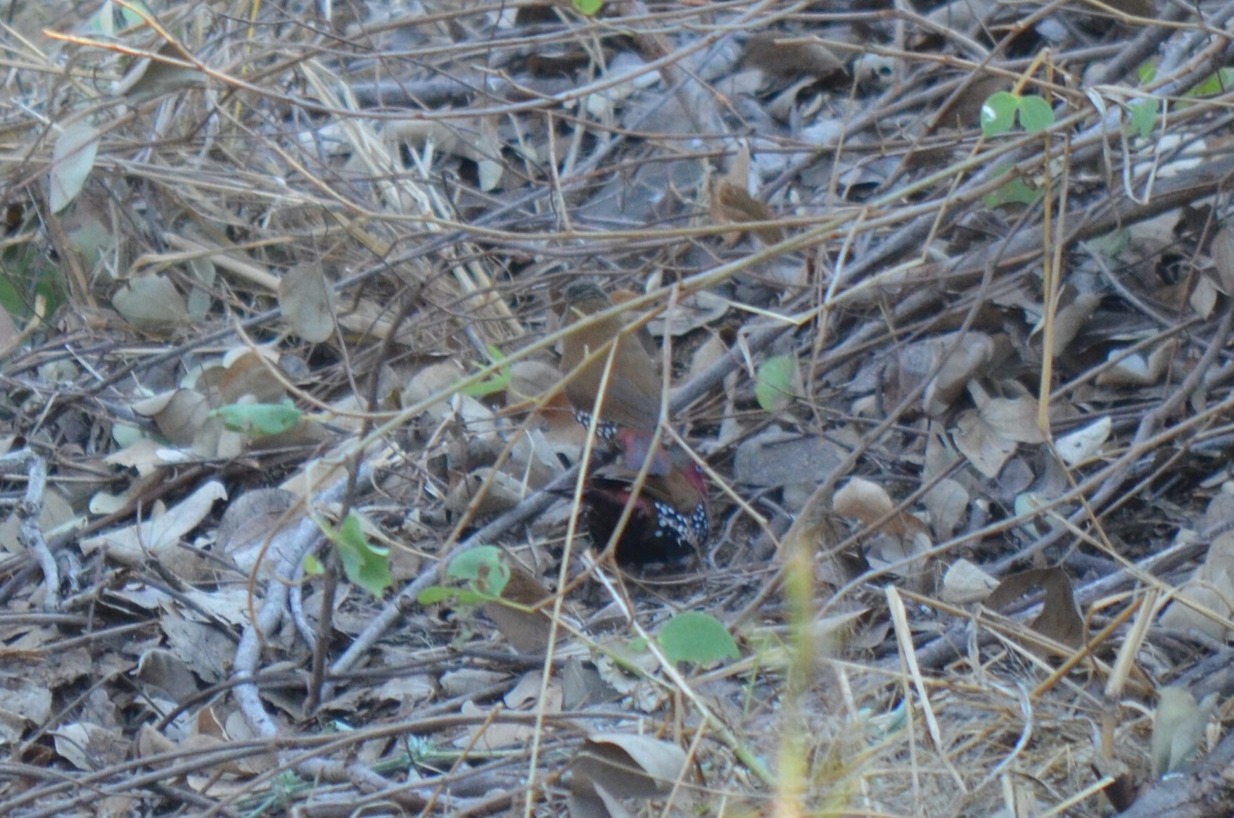 Red-throated Twinspot (Hypargos niveoguttatus), photo 7