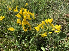 Cytisus decumbens