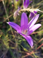 Brodiaea elegans