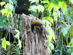 Pomatorhinus superciliaris