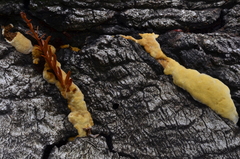 Phellinus gilvus image