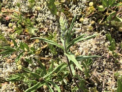 Veronica satureiifolia