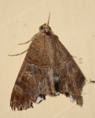 Achaea