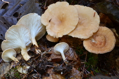 Clitocybe americana image