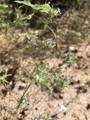 Eriastrum filifolium