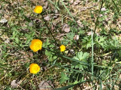Ranunculus montanus