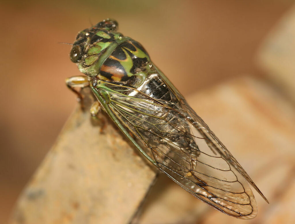 Robinson's Annual Cicada