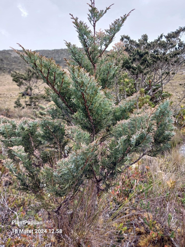 Papuan Incense-Cedar