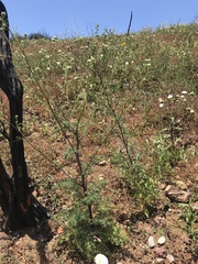 Chaenactis artemisiifolia