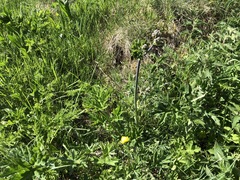 Thalictrum aquilegiifolium