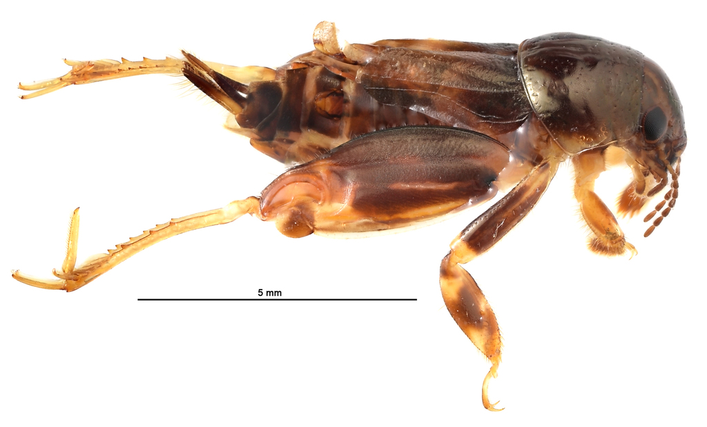Bruntridactylus tartarus