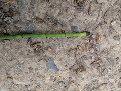 Equisetum laevigatum