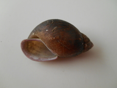 Mirinaba cadeadensis