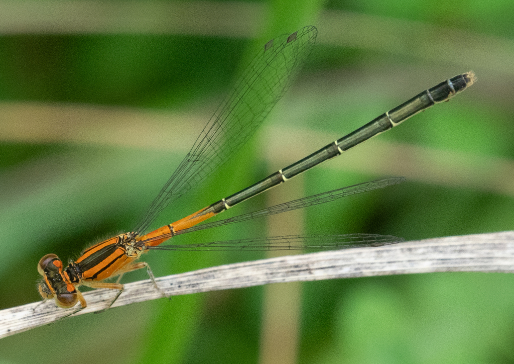 Eastern forktail from herrington manor state park north garrett