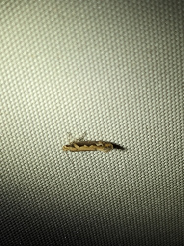 Moth photo 2