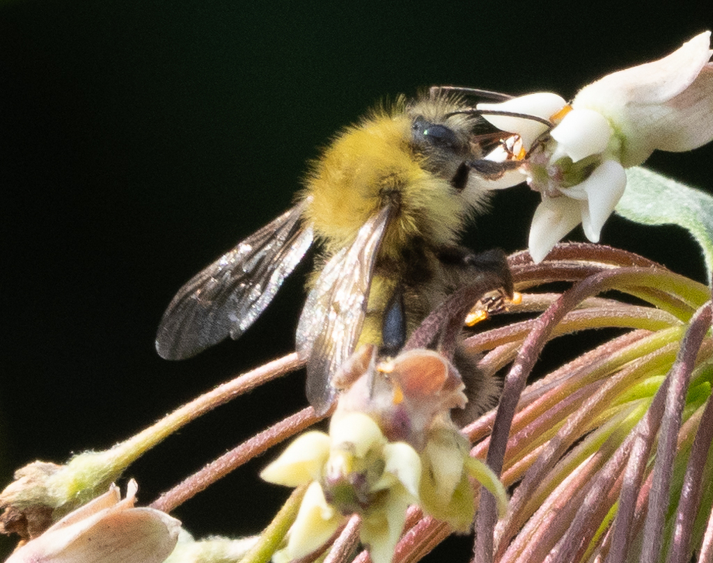 Bumble bees from herrington manor state park north garrett county
