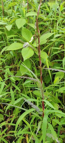 Ceropegia ensifolia