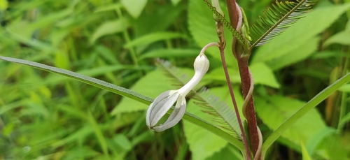 Ceropegia ensifolia