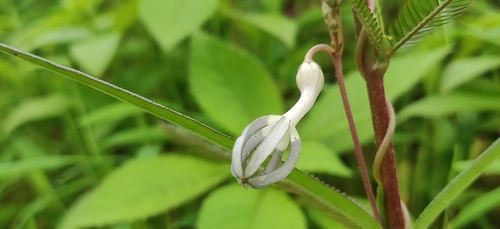 Ceropegia ensifolia
