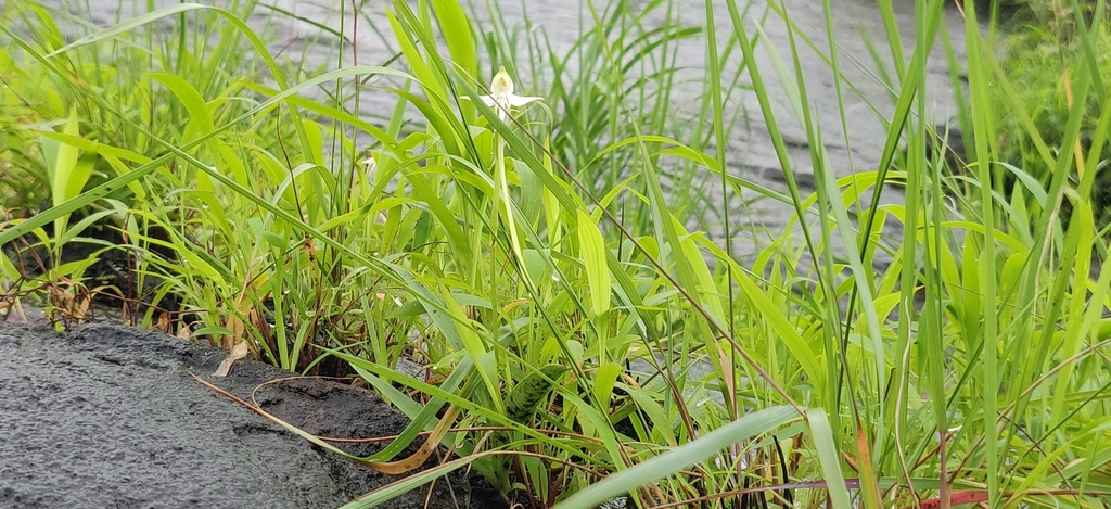 Habenaria rariflora
