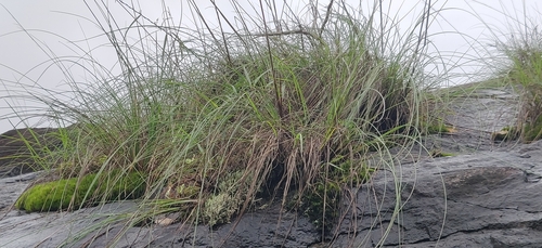 Ceropegia ensifolia