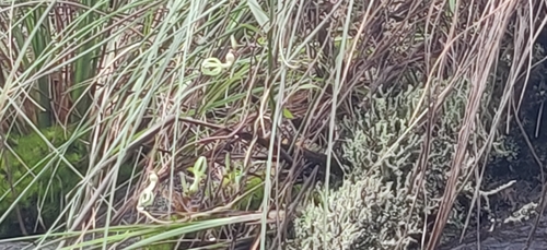 Ceropegia ensifolia